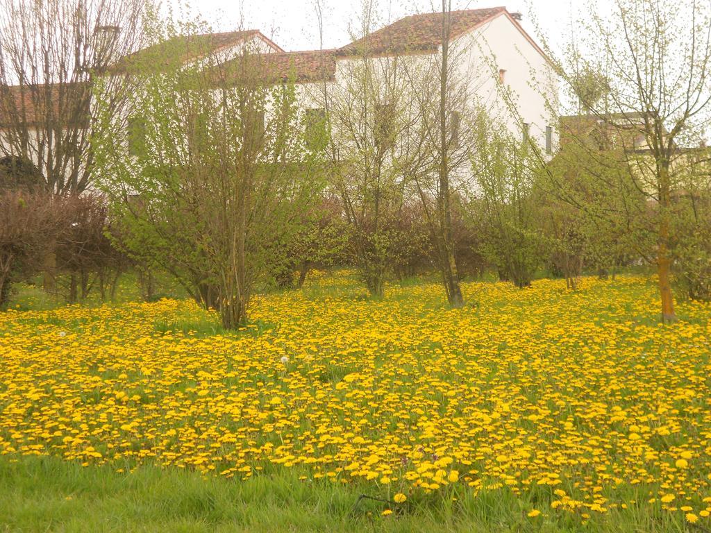 Villa Gaudio Ponte San Nicolò Exteriör bild